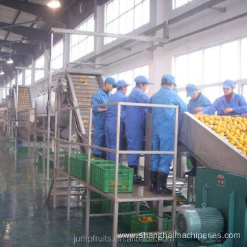 Fruit apple orange jam puree processing machine